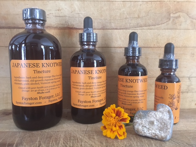 Fresh processed old growth Japanese Knotweed Tincture Fresh processed old growth Japanese Knotweed Tincture