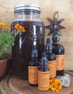 Fayston Forager wild-harvested, fresh-processed Japanese Knotweed Tincture in various size bottles
