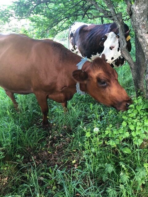 Wild Things….and some happy cows